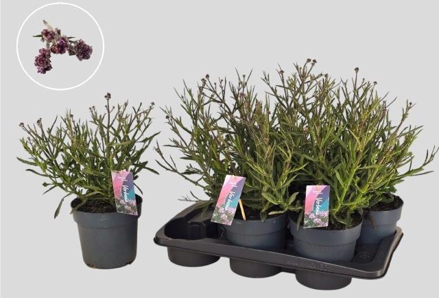 <h4>VERBE BONARIENSIS</h4>