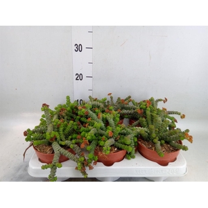 Crassula marnieriana