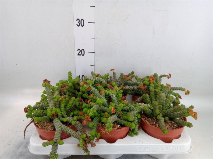 <h4>Crassula marnieriana</h4>