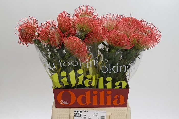 <h4>Nutans Ayoba Pink</h4>