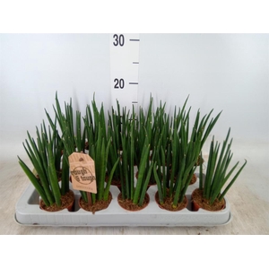 Sansevieria bacularis