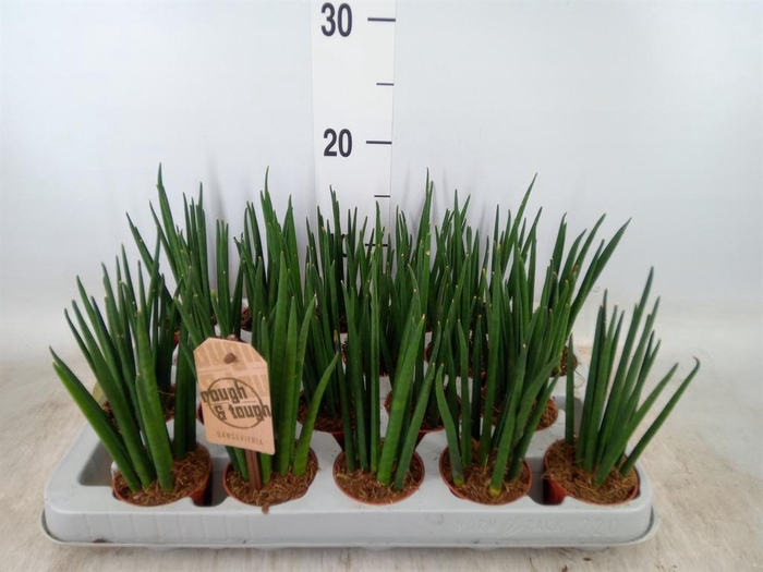 <h4>Sansevieria bacularis</h4>