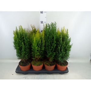 Conifers   ...mix