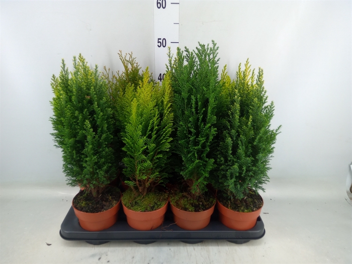 <h4>Conifers   ...mix</h4>