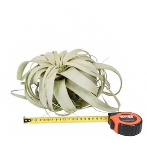 Tillandsia Xerographica X4