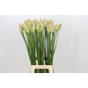 Nerine Bicolor Bionce