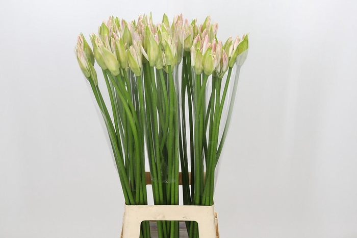 Nerine Bicolor Bionce