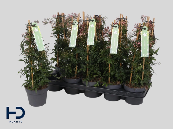 <h4>JASM POLYANTHUM WIT</h4>