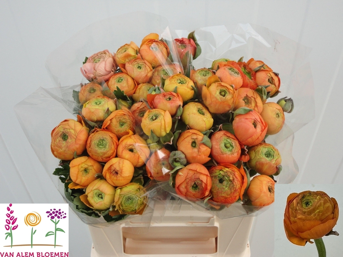 <h4>RAN AAZUR ORANGE</h4>