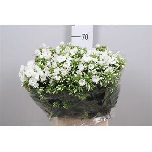 Phlox P Whitecap