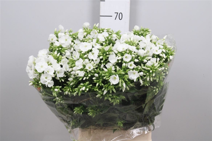 <h4>Phlox P Whitecap</h4>