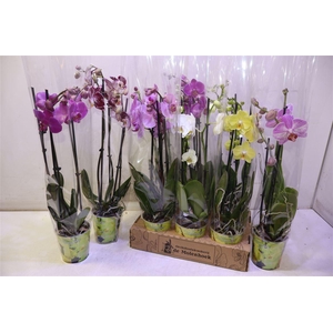 Phal Gem 4 Kl