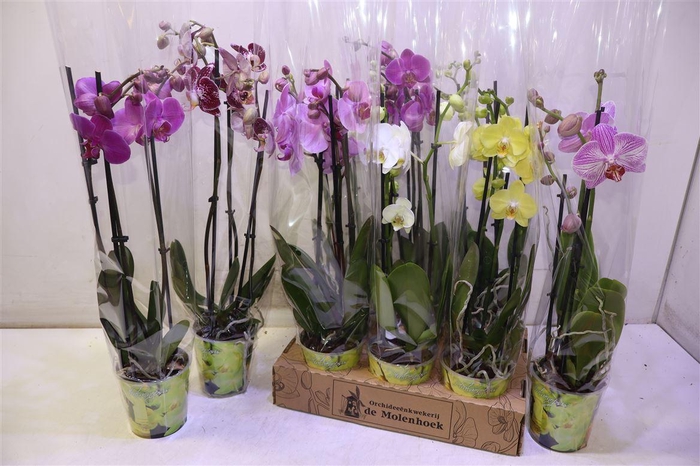 <h4>Phal Gem 4 Kl</h4>