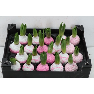 Wax Hyacinth Mix Pink Rose