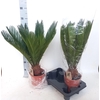 arr8 Cycas Revoluta