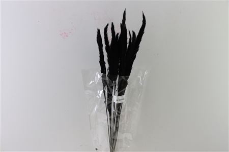 Dried Fluffy Pampas Black Bunch Slv