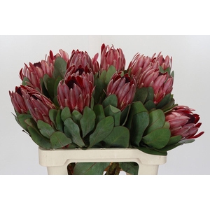 Protea Sharon