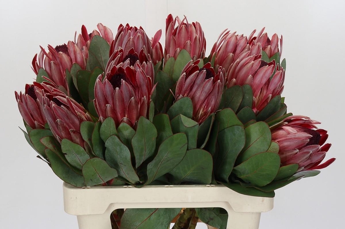 <h4>Protea Sharon</h4>