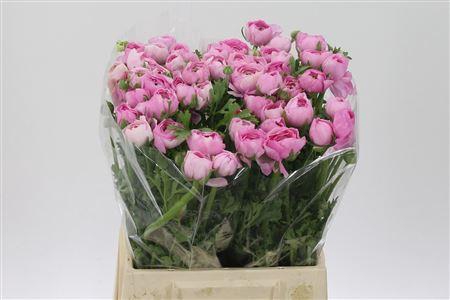 <h4>Ran El Pink</h4>