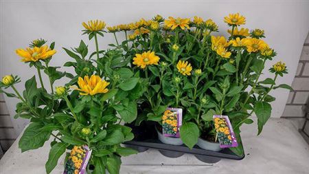 <h4>Rudbeckia Amerillo Gold</h4>
