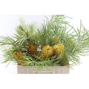 Banksia Collina