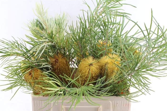 <h4>Banksia Collina</h4>