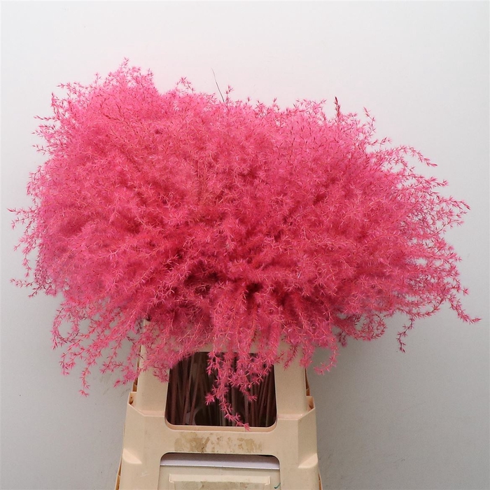 Dried Stipa Feather Baby Pink