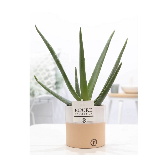 <h4>Aloe Vera in P&PURE Rosy ceramics</h4>