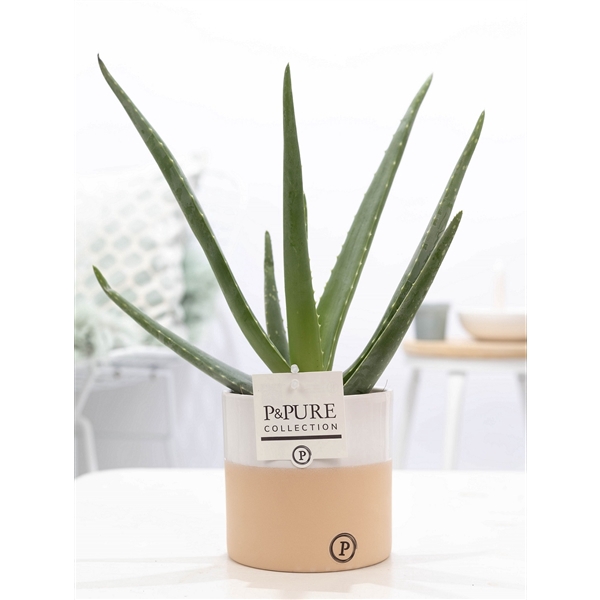 Aloe Vera in P&PURE Rosy ceramics