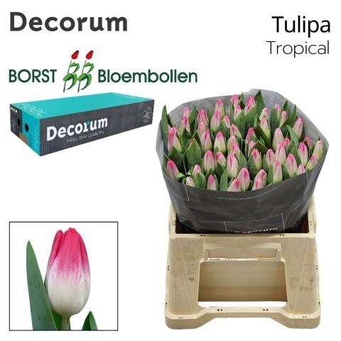 <h4>TU EN TRIGGER</h4>