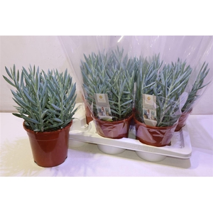 arr8 Curio Fic Mt Everest