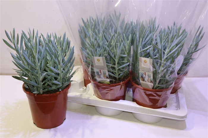 <h4>arr8 Curio Fic Mt Everest</h4>