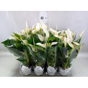 Anthurium  'Banderola Cava'