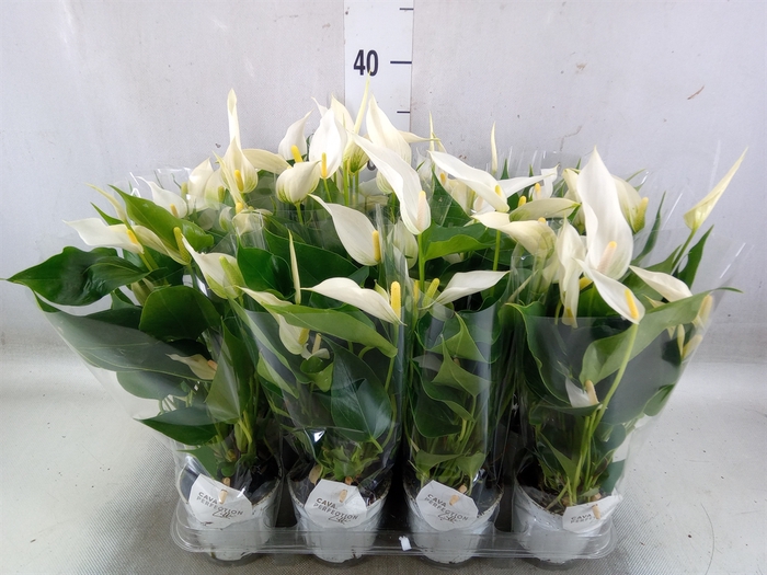 <h4>Anthurium  'Banderola Cava'</h4>