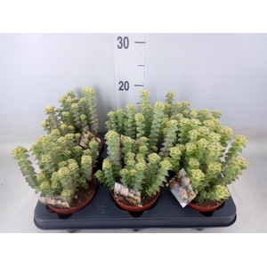 Crassula perforata