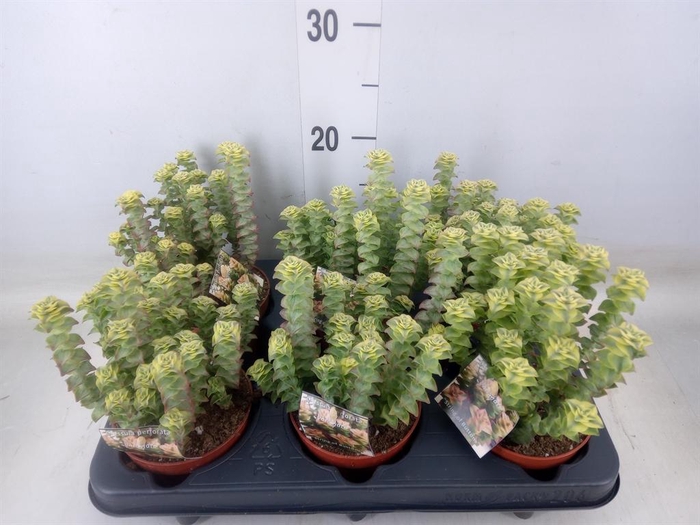 <h4>Crassula perforata</h4>