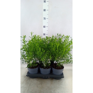 Eriostemon myoporoides