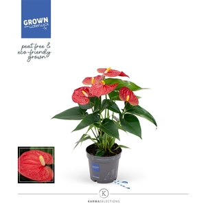 Anthurium - KARMA Red | 9cm