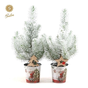 Pinus pinea 'Silver Crest' P10,5 in Zinc Santa + Snow + Deco - Tree/Star