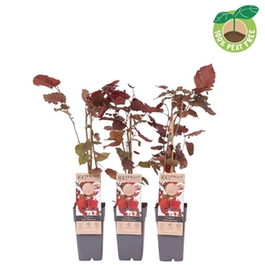 Corylus Roter Zellernusz