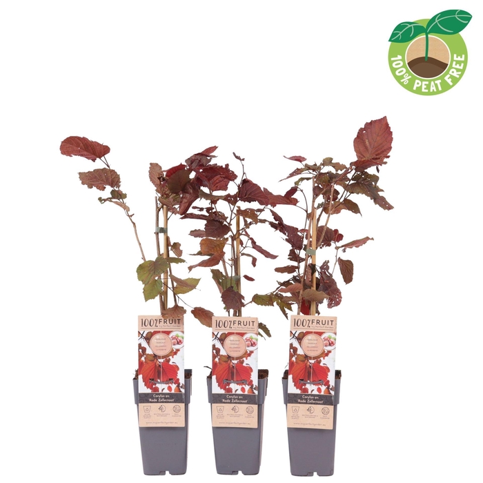 <h4>Corylus Roter Zellernusz</h4>