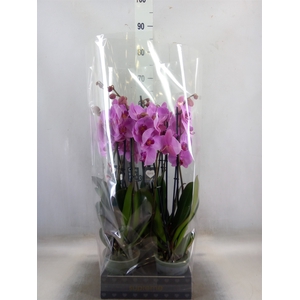 Phalaenopsis  'Ant Orlando'
