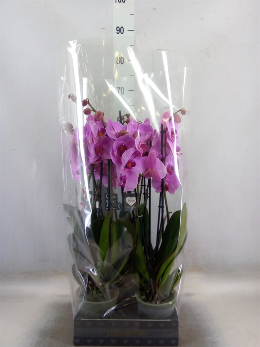 <h4>Phalaenopsis  'Ant Orlando'</h4>