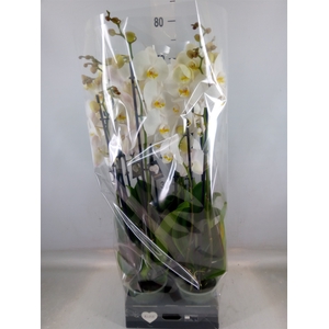 Phalaenopsis  'Ant Cambridge'