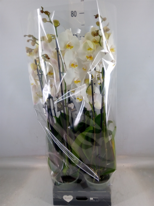 <h4>Phalaenopsis  'Ant Cambridge'</h4>
