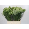Ammi Visnaga