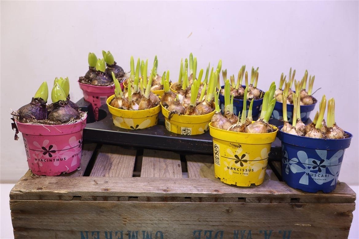 <h4>Bolbloemen Gem</h4>