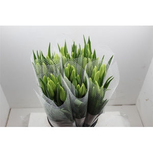 Tu Fr En Maureen Extra