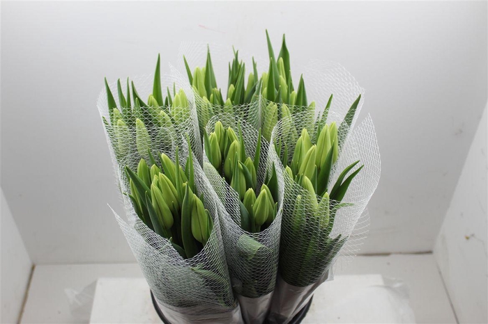 <h4>Tu Fr En Maureen Extra</h4>