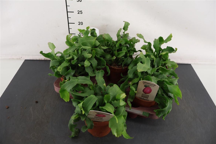 <h4>Epiphyllum 12 Cm P. Guatamalensis Monstrosa</h4>